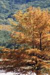 <img100*0:stuff/z/73640/uploadattempt1/i1256177327_12.jpg>