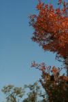 <img100*0:stuff/z/73640/uploadattempt1/i1256177327_13.jpg>