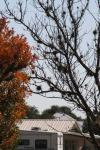 <img100*0:stuff/z/73640/uploadattempt1/i1256177327_9.jpg>