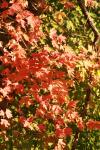 <img100*0:stuff/z/73640/uploadattempt1/i1256179798_1.jpg>