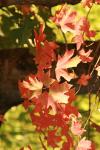 <img100*0:stuff/z/73640/uploadattempt1/i1256179799_10.jpg>