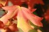 <img100*0:stuff/z/73640/uploadattempt1/i1256179799_11.jpg>