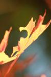 <img100*0:stuff/z/73640/uploadattempt1/i1256179799_13.jpg>