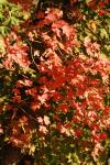 <img100*0:stuff/z/73640/uploadattempt1/i1256179799_14.jpg>