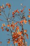 <img100*0:stuff/z/73640/uploadattempt1/i1256179799_15.jpg>