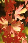 <img100*0:stuff/z/73640/uploadattempt1/i1256179799_16.jpg>