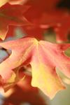 <img100*0:stuff/z/73640/uploadattempt1/i1256179799_17.jpg>