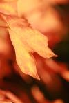 <img100*0:stuff/z/73640/uploadattempt1/i1256179799_18.jpg>