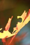 <img100*0:stuff/z/73640/uploadattempt1/i1256179799_19.jpg>