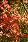 <img100*0:stuff/z/73640/uploadattempt1/i1256179799_2.jpg>