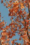 <img100*0:stuff/z/73640/uploadattempt1/i1256179799_20.jpg>