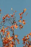 <img100*0:stuff/z/73640/uploadattempt1/i1256179799_21.jpg>
