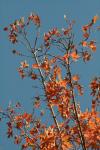 <img100*0:stuff/z/73640/uploadattempt1/i1256179799_3.jpg>
