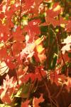 <img100*0:stuff/z/73640/uploadattempt1/i1256179799_4.jpg>