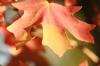 <img100*0:stuff/z/73640/uploadattempt1/i1256179799_5.jpg>