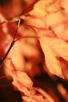 <img100*0:stuff/z/73640/uploadattempt1/i1256179799_6.jpg>