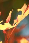 <img100*0:stuff/z/73640/uploadattempt1/i1256179799_7.jpg>