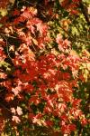 <img100*0:stuff/z/73640/uploadattempt1/i1256179799_8.jpg>
