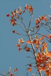 <img100*0:stuff/z/73640/uploadattempt1/i1256179799_9.jpg>
