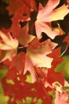 <img100*0:stuff/z/73640/uploadattempt1/i1256179800_22.jpg>