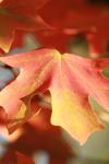 <img100*0:stuff/z/73640/uploadattempt1/i1256179800_23.jpg>