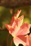 <img100*0:stuff/z/73640/uploadattempt1/i1256179800_25.jpg>