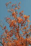 <img100*0:stuff/z/73640/uploadattempt1/i1256179800_26.jpg>