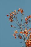 <img100*0:stuff/z/73640/uploadattempt1/i1256179800_27.jpg>