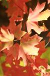 <img100*0:stuff/z/73640/uploadattempt1/i1256179800_28.jpg>