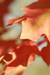 <img100*0:stuff/z/73640/uploadattempt1/i1256179800_29.jpg>