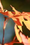 <img100*0:stuff/z/73640/uploadattempt1/i1256179800_30.jpg>