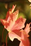 <img100*0:stuff/z/73640/uploadattempt1/i1256179800_31.jpg>