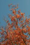 <img100*0:stuff/z/73640/uploadattempt1/i1256179800_32.jpg>