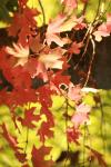 <img100*0:stuff/z/73640/uploadattempt1/i1256179800_33.jpg>