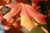 <img100*0:stuff/z/73640/uploadattempt1/i1256179800_34.jpg>