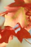 <img100*0:stuff/z/73640/uploadattempt1/i1256179800_35.jpg>
