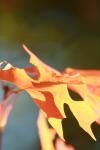 <img100*0:stuff/z/73640/uploadattempt1/i1256179800_36.jpg>