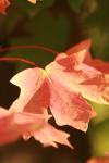 <img100*0:stuff/z/73640/uploadattempt1/i1256179800_37.jpg>