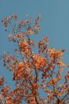 <img100*0:stuff/z/73640/uploadattempt1/i1256179800_38.jpg>