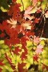 <img100*0:stuff/z/73640/uploadattempt1/i1256179800_39.jpg>
