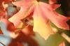 <img100*0:stuff/z/73640/uploadattempt1/i1256179800_40.jpg>