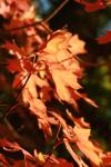<img100*0:stuff/z/73640/uploadattempt1/i1256179800_41.jpg>