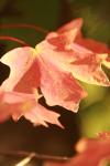 <img100*0:stuff/z/73640/uploadattempt1/i1256180179_1.jpg>