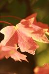 <img100*0:stuff/z/73640/uploadattempt1/i1256180179_2.jpg>