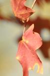 <img100*0:stuff/z/73640/uploadattempt1/i1256180179_3.jpg>