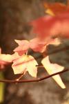 <img100*0:stuff/z/73640/uploadattempt1/i1256180179_4.jpg>