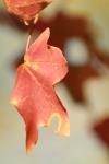 <img100*0:stuff/z/73640/uploadattempt1/i1256180179_5.jpg>