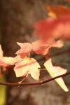 <img100*0:stuff/z/73640/uploadattempt1/i1256180179_6.jpg>