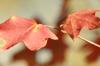 <img100*0:stuff/z/73640/uploadattempt1/i1256180179_7.jpg>