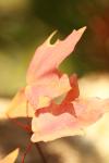 <img100*0:stuff/z/73640/uploadattempt1/i1256180179_8.jpg>